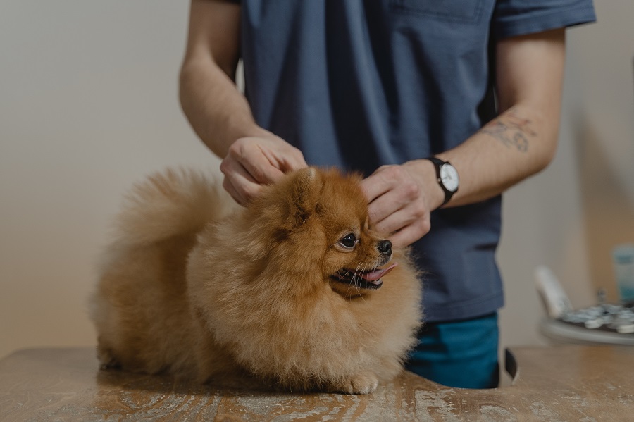 veterinario controlla pulci e zecche cane